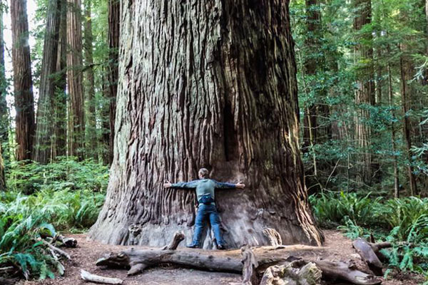 Muir Woods